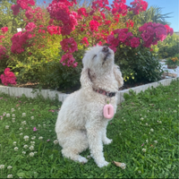 Medaglietta Eolier™